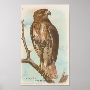 Red-tailed Hawk Poster
