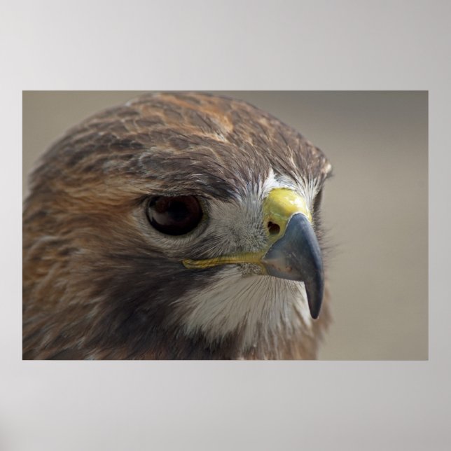 Red-Tailed Hawk Poster (Front)