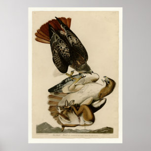 Red-tailed Hawk Poster