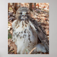 Red Tailed Hawk