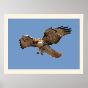 Red Tailed Hawk Print