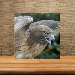 Red-tailed Hawk Raptor Photo Tile