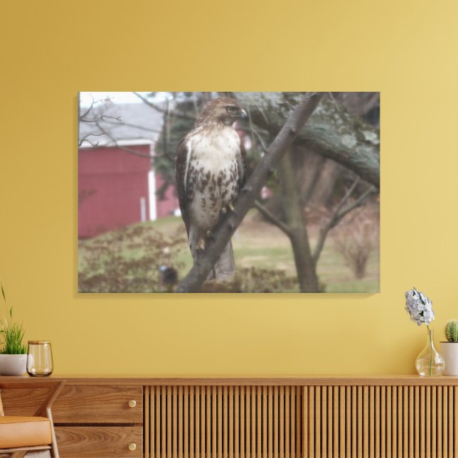 Red-tailed Hawk Red Barn 36" x 24" Canvas Print (Insitu(LivingRoom))