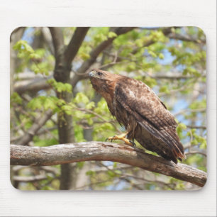 Red Tailed Hawk Stalking Mouse Pad