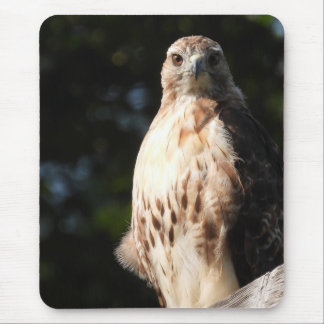 Red Tailed Hawk Stare Down Mouse Pad
