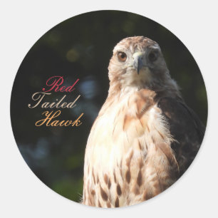 Red Tailed Hawk Stickers