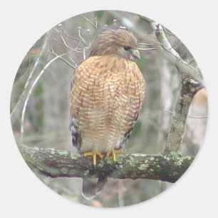 Red Tailed Hawk Stickers