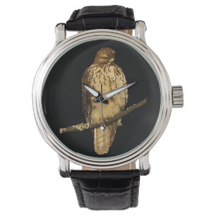 Red Tailed Hawk Watch