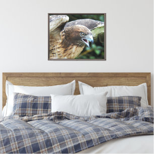 Red-tailed Hawk Wildlife Photo Canvas Print