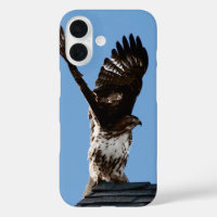 Red-Tailed Hawk with Wings Lifted Wildlife Photo