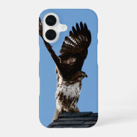 Red-Tailed Hawk with Wings Lifted Wildlife Photo