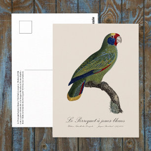 Red-Tailed Parrot Amazon, Amazona Brasiliensis Postcard