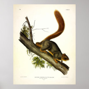 Red-tailed squirrel (Fox Squirrel) by Audubon Poster