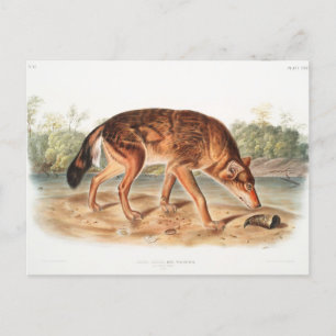Red Texan Wolf by John Woodhouse Audubon Postcard