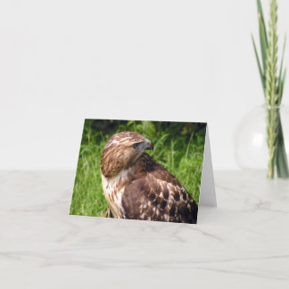 Red-thai hawk card