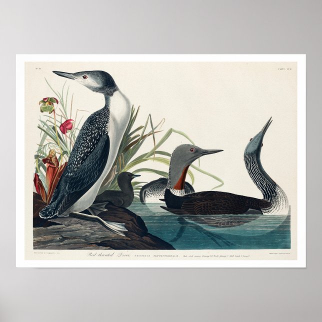 Red-Throated Diver by Audubon Poster (Front)