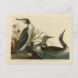 Red-Throated Diver (Loon) Audubon Birds of America Postcard