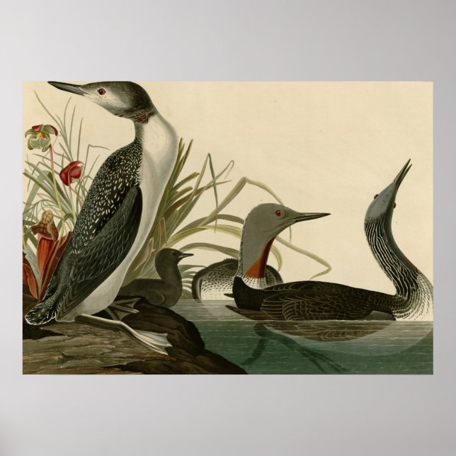 Red-throated Diver Poster (Front)