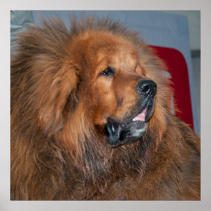 Red Tibetan Mastiff Poster