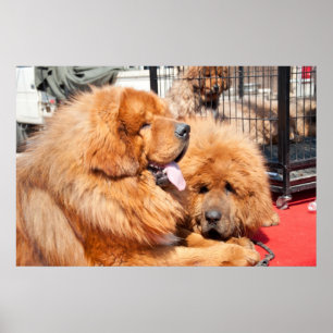 Red Tibetan Mastiff Poster