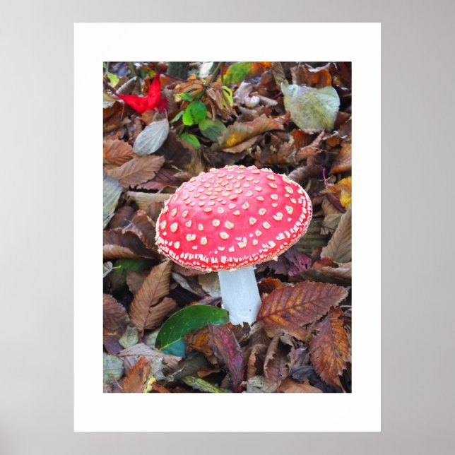 Red toadstool, Amanita muscaria Poster (Front)