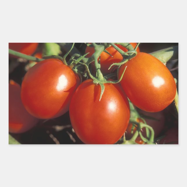Red Tomatoes Sticker (Front)