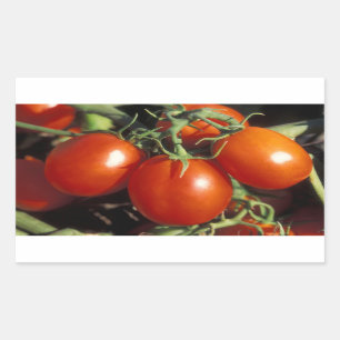 Red Tomatoes Sticker