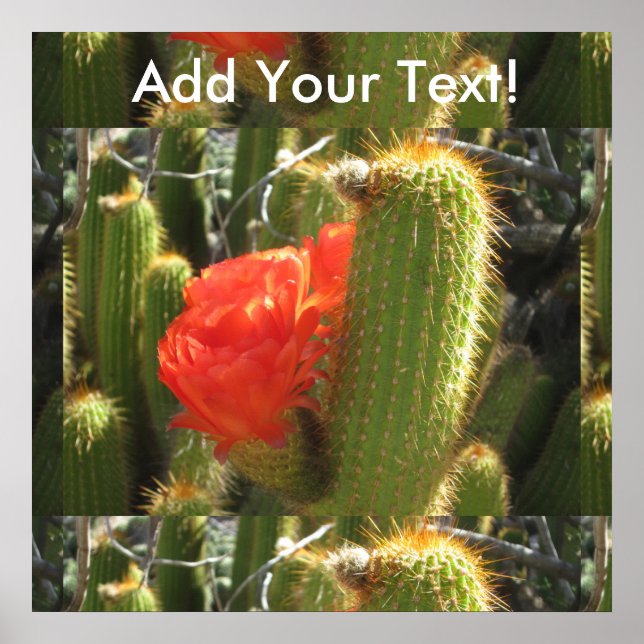 Red Torch Cactus Poster (Front)