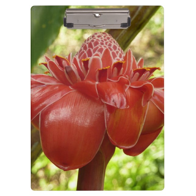 Red Torch Ginger Tropical Flower Photography Clipboard (Front)