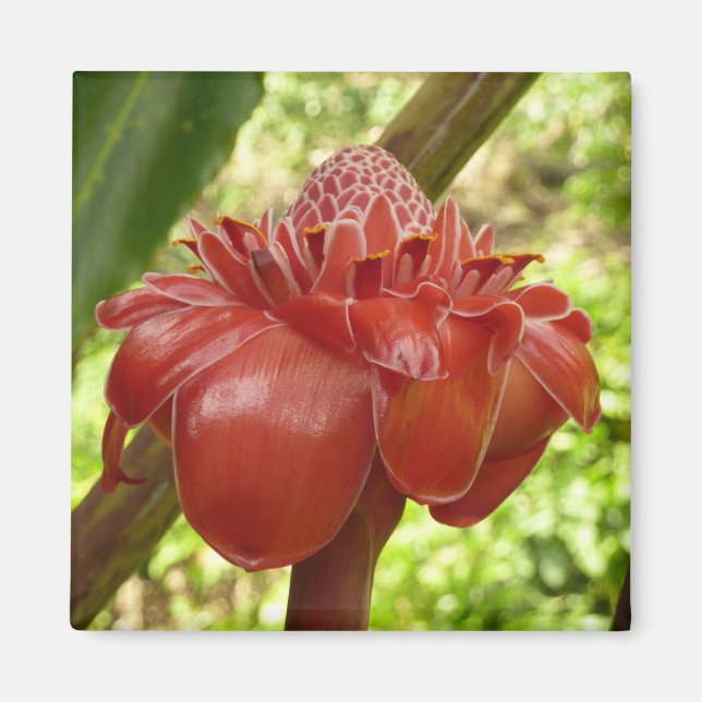 Red Torch Ginger Tropical Flower Photography Magnet (Front)