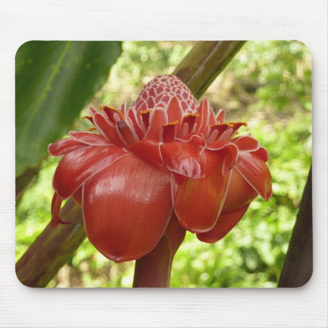 Red Torch Ginger Tropical Flower Photography Mouse Pad (Front)