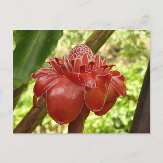 Red Torch Ginger Tropical Flower Photography Postcard (Front)