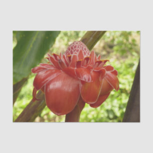 Red Torch Ginger Tropical Flower Photography Tissue Paper