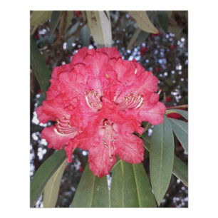 Red tree flower poster
