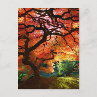 Red Tree Hill Postcard