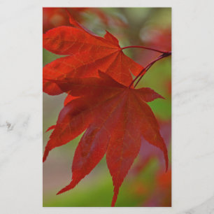 Red Tree Leaves
