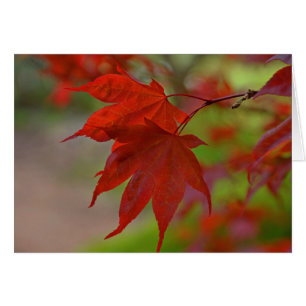 Red Tree Leaves