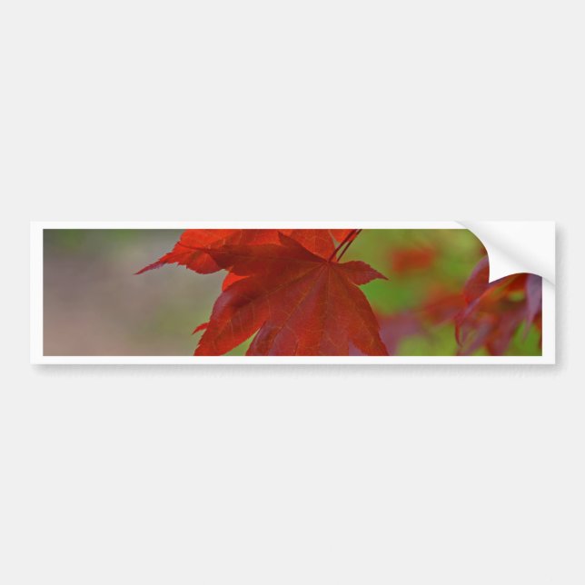 Red Tree Leaves Bumper Sticker (Front)
