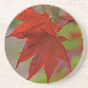 Red Tree Leaves Coaster