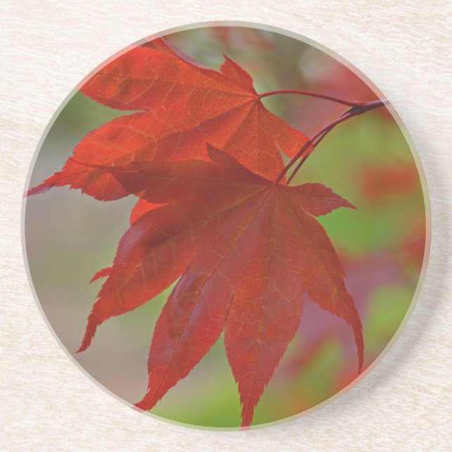 Red Tree Leaves Coaster (Front)
