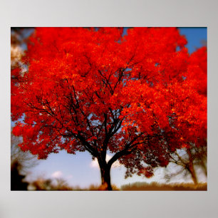 Red Tree with Clouds Poster