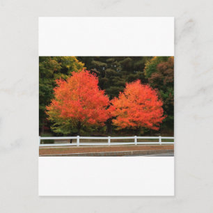 Red Trees Postcard