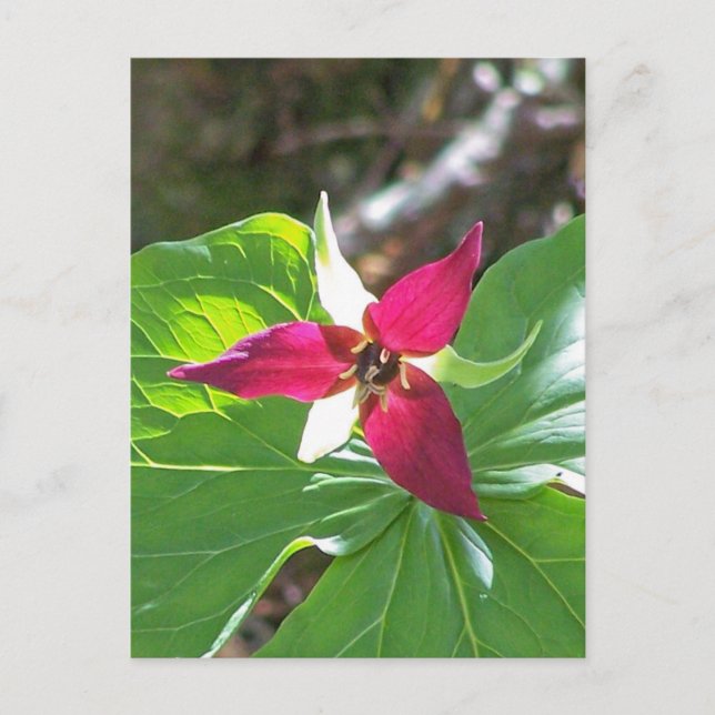 Red Trillium Flower Postcard (Front)