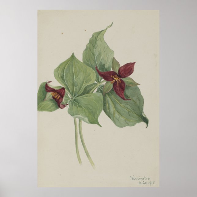 Red Trillium (Trillium erectum) Poster (Front)