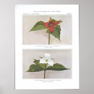 Red Trillium; Wake-Robin or Birthroot Poster