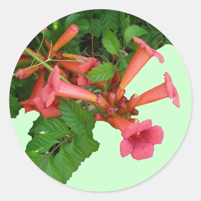 Red Trumpet Vine Classic Round Sticker (Front)