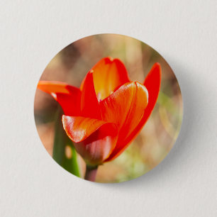 Red Tulip Blossom 2 Inch Round Button