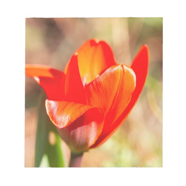Red Tulip Blossom Notepad (Front)