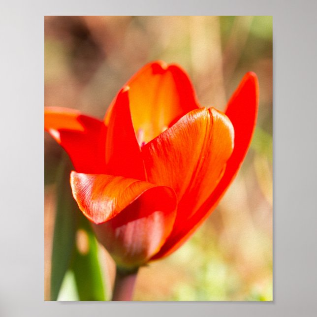 Red Tulip Blossom Poster (Front)
