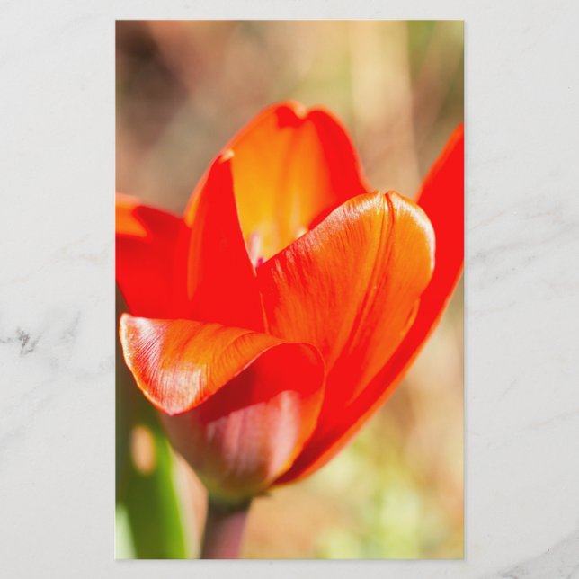 Red Tulip Blossom Stationery (Front)